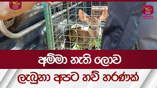 අම්මා නැති ලොව ලැබුනා අපට හව් හරණක් | Deer Story | Rupavahini News