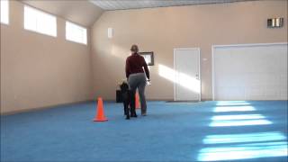 Lily (Labradoodle) Boot Camp Dog Training Video