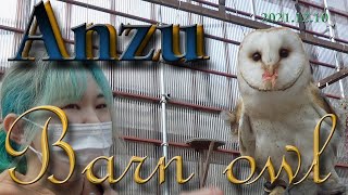 富士花鳥園　バードショー　2021.12.10　メンフクロウのあんずちゃん