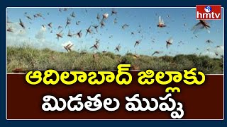 ఉమ్మడి ఆదిలాబాద్‌ జిల్లాకు మిడతల ముప్పు | Adilabad | hmtv