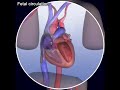 Fetal Circulation