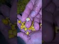 como pelar maiz🌽 con ceniza en colombia😎