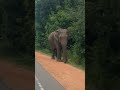 wild elephant on a road and attack live🔴හබරණ පාරේ අලි සජීවීව elephant live attack youtube news