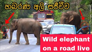 Wild elephant on a road and attack live🔴හබරණ පාරේ අලි සජීවීව #elephant #live #attack #youtube #news