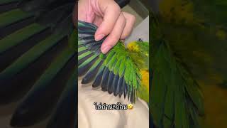 รุ่นนี้ใส่ถ่าน2ก้อนค้าบ#ซันคอนัวร์ #นกบินอิสระ #parrot #sunconure #memes #เพลงฮิต #นกแก้วพูดได้