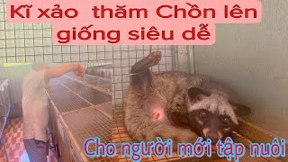 Mẹo thăm Bướm Chồn Hương siêu dễ cho người mới nuôi Chồn Hương (Trại chồn hương ba Long )