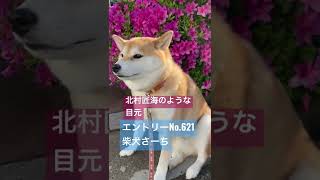 【イケメンオーディション番組に提出用の動画🕺】柴犬さーち #shorts