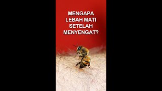 Mengapa Lebah Mati Setelah Menyengat? #AlamSemenit