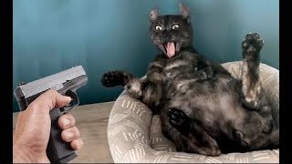 New Funny Cats 2025 😼🐶Try Not To Laugh 😜