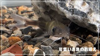 【ギギ飼育】毒棘を持つ「ギギ」というお魚を捕まえて飼う