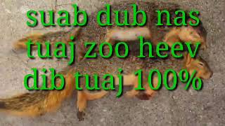 suab dib nas ncuav​ tuaj​ zoo​ heev 100%,,, เสียงกระรอก เสียงลูกกระรอก2021