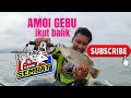 Amoi gebu ikut balik