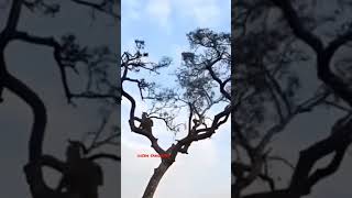 சிறுத்தையை கதறவிடும் குரங்கு #சிறுத்தை #குரங்கு #monkey #tree #Dhinasangathi