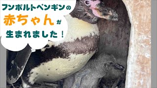 【福岡市動物園】フンボルトペンギンの赤ちゃんが生まれました！