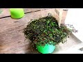 ❤️️ baby s tears houseplant or outdoors you ll love it ❤️️