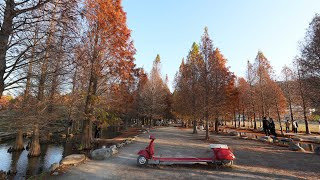 台中市后里區泰安羽粼落羽松 Taian deciduous cypress,Houli District,Taichung City_20250110