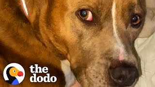 Anxious Pittie Has A Special Weighted Blanket | The Dodo Pittie Nation