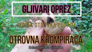 OPREZ, OTROVNA PUHARA, Scleroderma citrinum