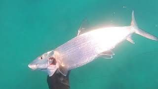 Bonefish and more - spearfishing Oahu, Hawaii