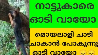 നാട്ടുകാരെ ഓടി വായോ 😞തെ മൊയലാളി ചാകാൻ പോകുന്നു 🤭😞