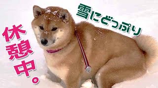 雪を掻き分けぴょんぴょん泳ぐ、そして疲れた柴犬💢🐕💓