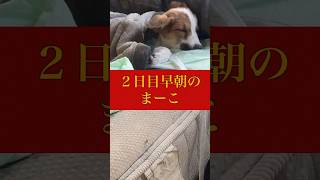 #shorts まーこ２日目の早朝 #野良犬 #保護犬 #子犬  #野生 #徹夜  #まーこ