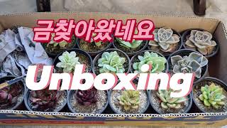 #금찾는 재미가 쏠쏠하답니다  김제다육도매센타 #succulent #多肉植物