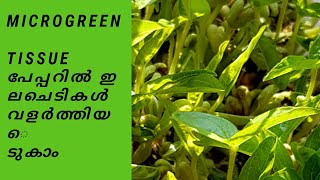 Tissue പേപ്പറിലും ഇനി ഇലചെടികൾ വളർത്തിയെടുകാം /Microgreens in malayalam /Microgreens