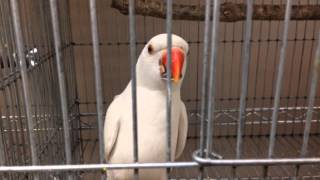 ワカケホンセイ・アルビノ 真っ白な女の子 Ring-necked Parakeet Blue-ino(Albino) インコ専門店ぺありー