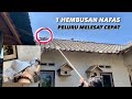 JEPREEET🔥 Cukup 1 Hembusan Napas Bandangan Merpati Langsung Terguling