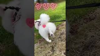 【必見👀⁉️】愛犬のお散歩で必ずやる行動が超絶かわいい件🥺❤️#shorts