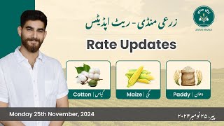 Daily Grain Market Updates Cotton, Maize & Paddy | کپاس، مکئی اور دھان Monday 25th November 2024)