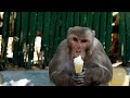 Monkey shorts   6M. Views Live Stream