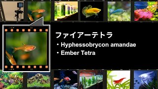 ファイアーテトラ　・Hyphessobrycon amandae　・Ember Tetra