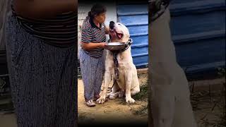 ANJING MONSTER #shorts #shortvideo #anjing