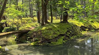 inside Kyoto's famous moss temple: travel vlog