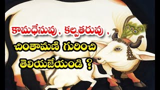 Do You Know The Kamadhenuvu And Kalpa Tharuvu And Also The Chinthamani Kamadhenuvu  - కామధేనువు, క