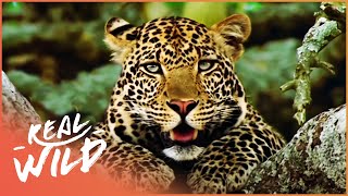 Man-Eating Leopard Terrifying A Village | The Killing Fields: Tale Of The Indian Leopard | Real Wild