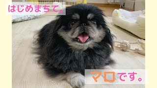 元繁殖犬のペキニーズの里親になりました。序章