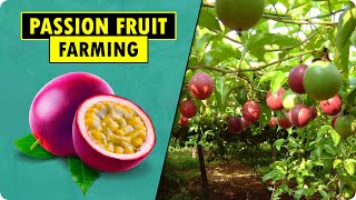 Passion Fruit Farming / Passion Fruit Cultivation