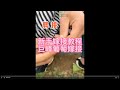 巨峰葡萄嫁接how to graft grapes