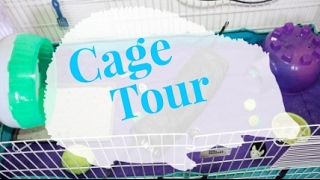 Hedgehog Cage Tour | Brandi Noelle