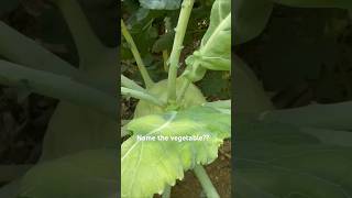 Can you guess the vegetable name?? | Root vegetable #rootvegetables #vegetables #ytshorts #trending