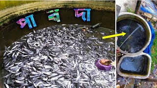 বাড়ির  উঠানে ট্যাঙ্কে পাবদা চাষ //  FISH FARMING // PABDA MACH