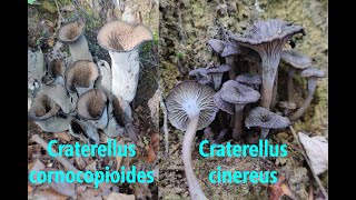 Crne trube Craterellus cornucopioides i pepeljare lisičarke Craterellus cinereus 8.10.2022.