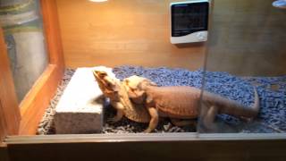 鬆獅蜥交配 : bearded dragon mating