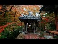 【japan trip 4k】京都 桃源山地蔵院｜tougenzan jizo in templ｜