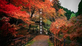 【Japan trip 4K】京都 桃源山地蔵院｜Tougenzan Jizo-in Templ｜