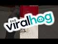 Cat Tries To Be Intimidating || ViralHog