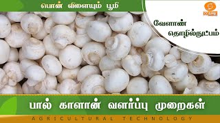 பால் காளான் வளர்ப்பு முறைகள் | Agri Technology